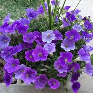 Meet your Posher, Darla